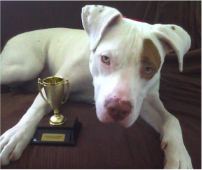 Photo of dog lying down next to trophy