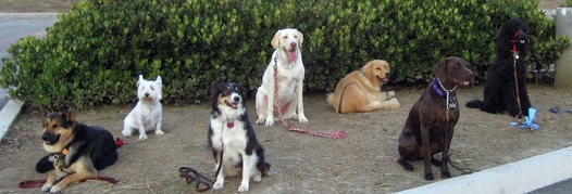 Seven dogs on Sit- and Down-Stays