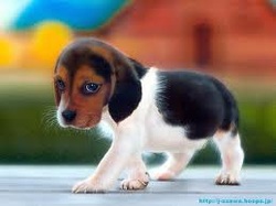 Photo of a cute puppy standing on the floor 